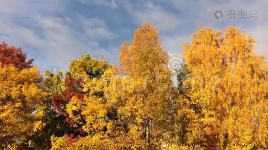 金色的秋天。视频