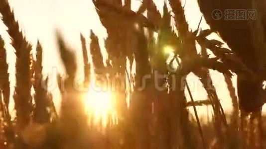农民的手在日落时碰到麦穗. 农学家视察一块熟麦地. 在小麦上的农夫视频