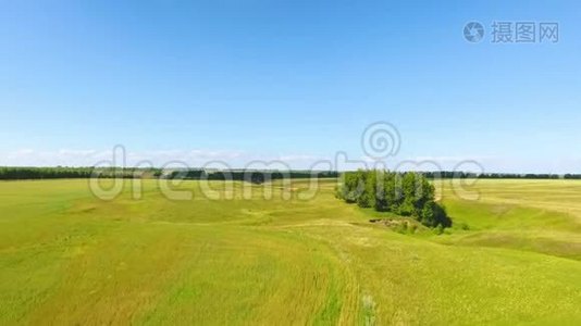 查瓦什共和国Chirichkasy村附近的河流、森林、田野、一群牛和牧羊人的空中景色视频