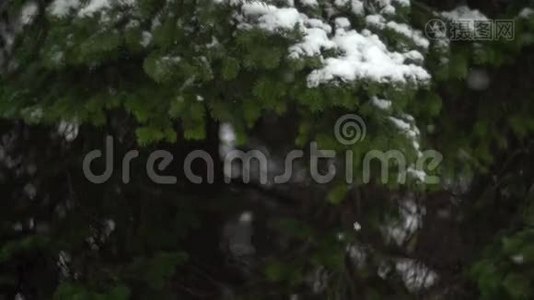 雪花飘落在大自然02视频