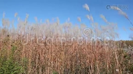 秋天，在蓝天的映衬下，羽毛般的小草在风中摇曳视频