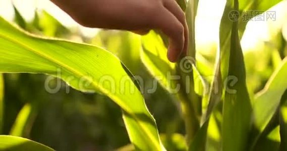 农民在玉米田使用数字平板电脑现代技术在农业生产中的应用视频