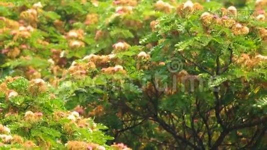 雨树冠层配花.视频