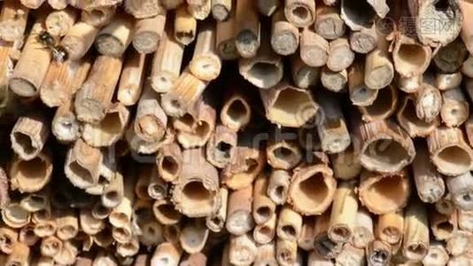 野生蜜蜂在由木材和竹棒制成的昆虫庇护所。 春天。视频