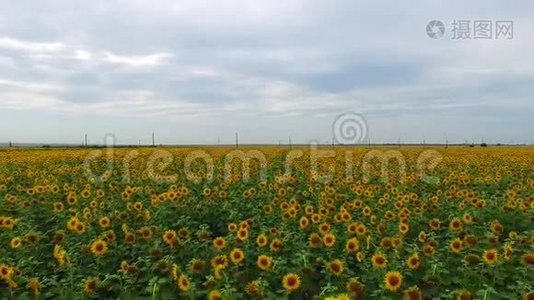 黄色葵花田的鸟瞰图视频