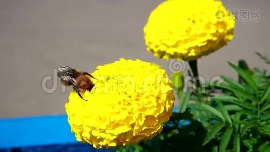 大黄蜂采集花蜜.视频
