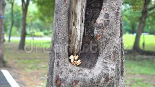 松鼠走路找食物视频