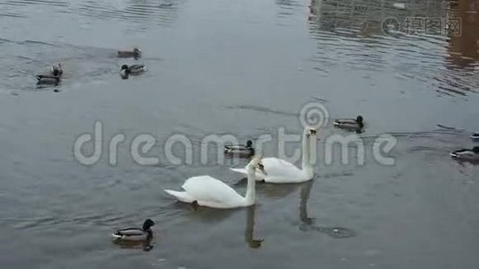 两只白色天鹅漂浮在桥附近的一条河里视频