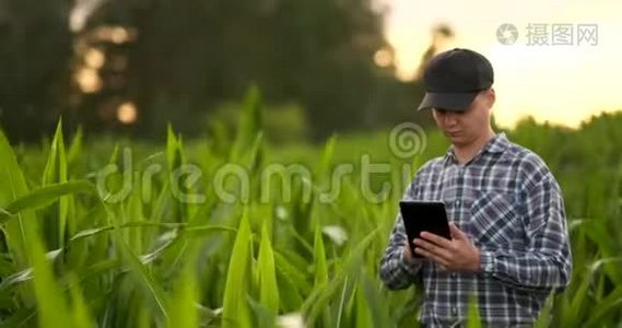 农民在玉米田使用数字平板电脑现代技术在农业生产中的应用视频