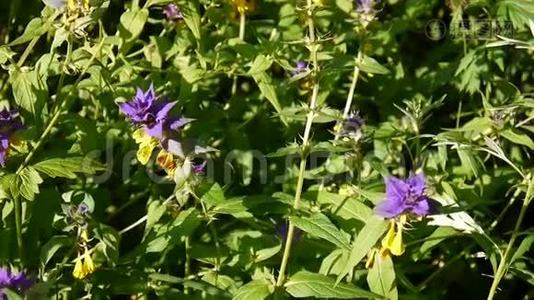 野花木牛.. 夏季草地上的梅兰普姆尼莫罗森视频