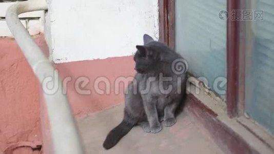 窗台上的小灰猫，街上孤独可爱的宠物视频
