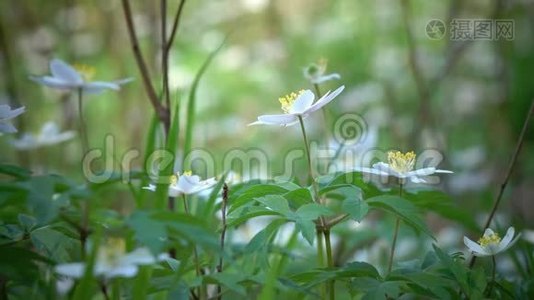 春天的野花-春天晴天的雪花视频