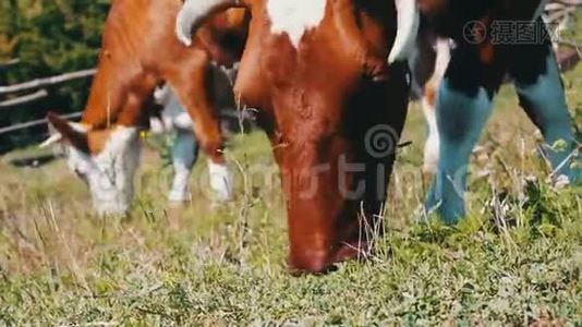 大牛吃草，在草地上放牧的其他奶牛的背景附近的景色视频