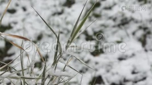 降雪下的绿草视频