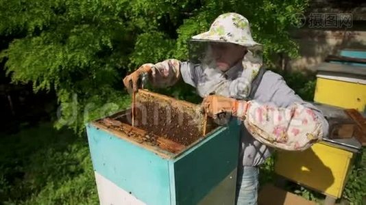 养蜂人从蜂巢里轻轻抽出蜂巢，看着它。 把蜂蜜细胞表出来视频