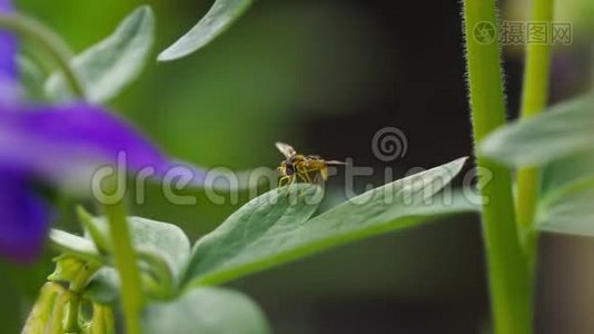 黄黑色的悬停飞行特写视频