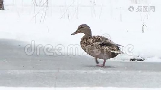 鸭子很快就在雪下奔跑。 埃卡捷琳堡。 鲁鲁视频
