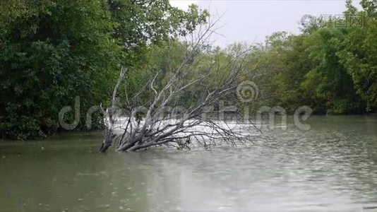 在红树林落下的雨视频