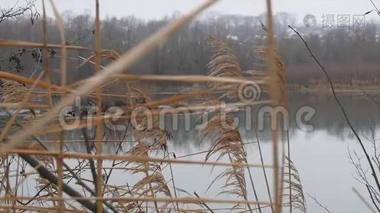 在一个沉闷的秋日里，雨水从森林流过。 石岸和底部，树木和绿草环绕。 雨水视频