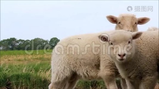大自然中的两只白羊羔.视频