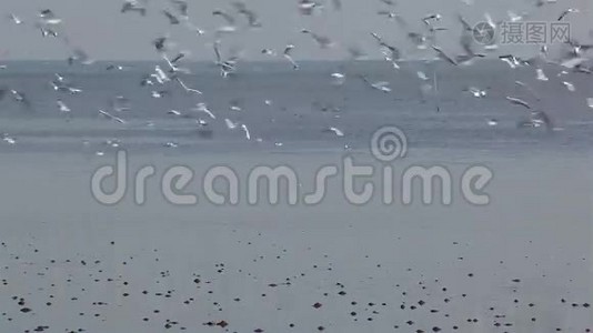 成群的海鸥在海里飞翔视频