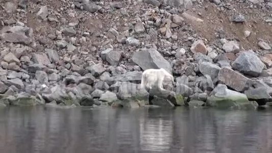 白海熊在斯瓦尔巴的冰原荒芜的岩石海岸上。视频