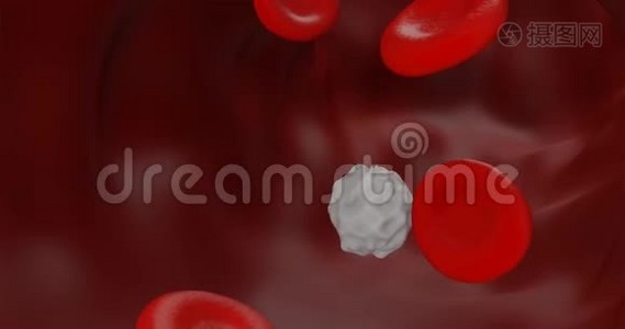 红血球和白血球的概念内布管图形三维渲染视频