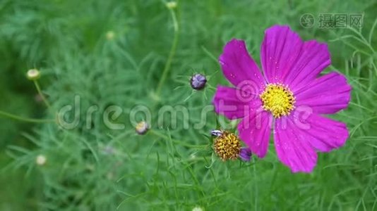 美丽的宇宙花在花坛上。 关门视频