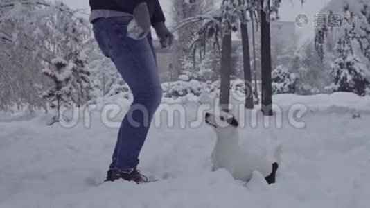 男子玩杰克罗塞尔猎犬在雪小狗快乐快乐视频