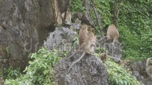 猴子坐在岩石上吃东西。 在泰国Ratchaburi的KhaoNgoo岩石公园。视频