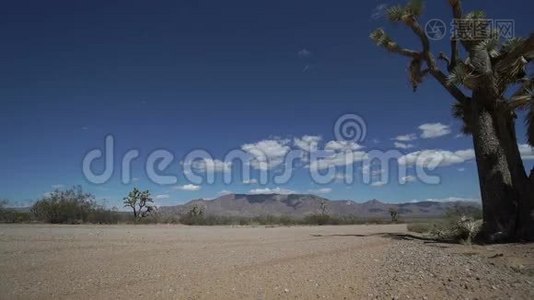 沙漠中路边约书亚树的低视角视频