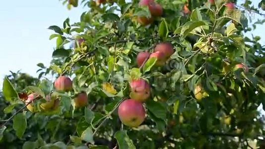 苹果树枝上的红苹果视频