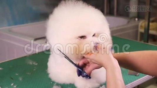 彻底的Bichon Frise犬梳理视频