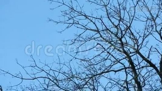 无叶树枝对蓝天.视频