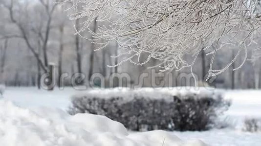 冬季景观-一个白雪覆盖的公园，有美丽的树木，覆盖着海霜。视频