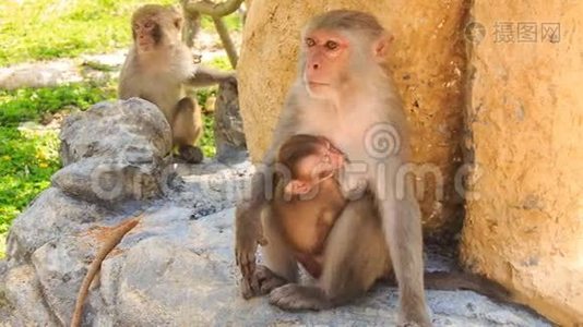 猴子坐在石头上看着吮吸的猴子在热带公园里视频