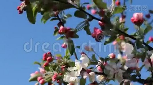 春天的心情，盛开的苹果树。视频