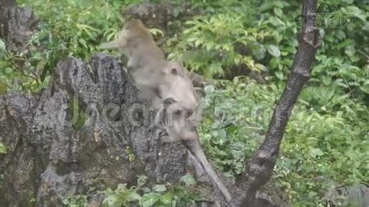 猴子坐在岩石上吃东西。 在泰国Ratchaburi的KhaoNgoo岩石公园。视频