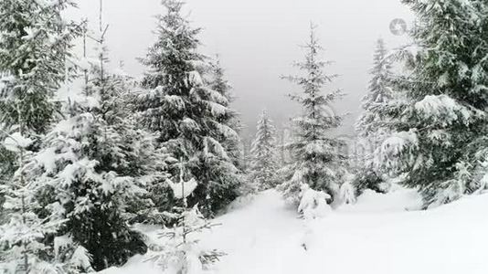 冬季喀尔巴阡山，在暴风雪中飞过杉树。视频