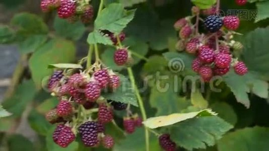 黑莓灌木特写细节束果浆果黑红视频