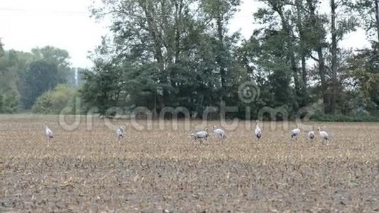 一群鹤鸟在秋天迁徙的玉米地上休息。 阴雨天气视频
