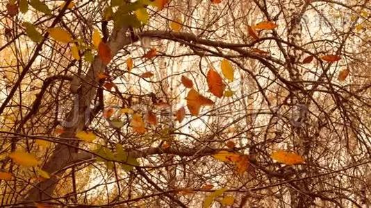 秋天树枝上黄色和棕色的叶子。视频