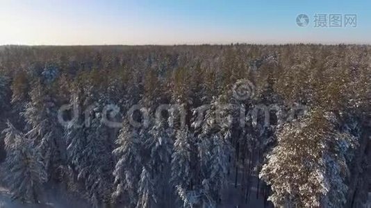 带雪树的针叶冬林.. 空中观景。视频