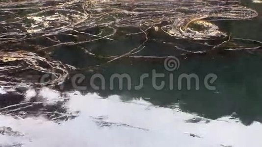 阿拉斯加太平洋平静水域的海泥和藻类。视频