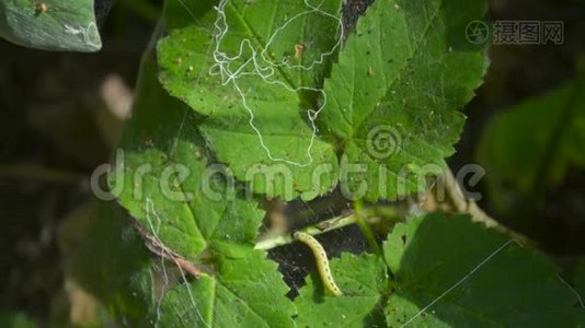 食鸟者蕨类虫虫害自然视频