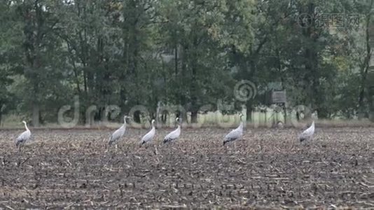 一群鹤鸟在秋天迁徙的玉米地上休息。 阴雨天气视频
