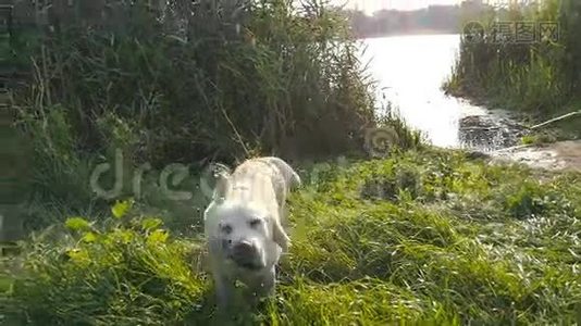 湿漉漉的狗在大自然中抖掉皮毛上的水。 在湖里游泳后的金毛猎犬或拉布拉多犬。 慢动作视频