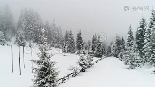 冬季喀尔巴阡山，在暴风雪中飞过杉树。视频