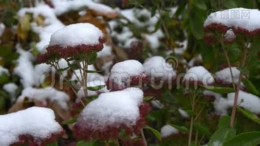 十一月初雪上绿叶.. 初冬。 很漂亮的背景。视频