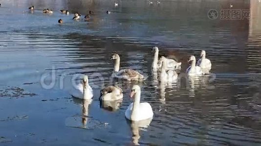 白色天鹅漂浮在公园湖里视频